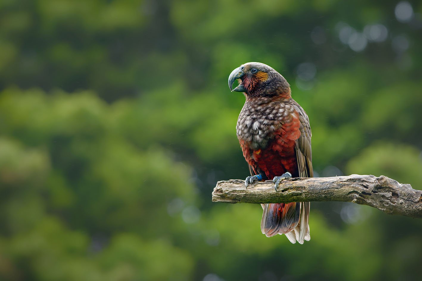 Kaka - Nestor meridionalis - endemic parakeet living in forests of New Zealand. Parrot close up eating nut on a branch with green background.